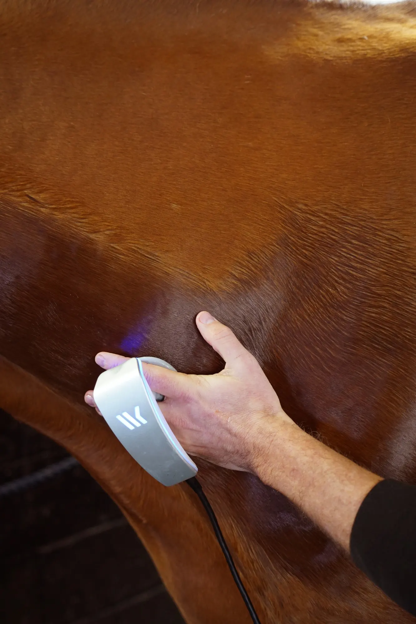 Capacitive handpiece moving along a horse's flank