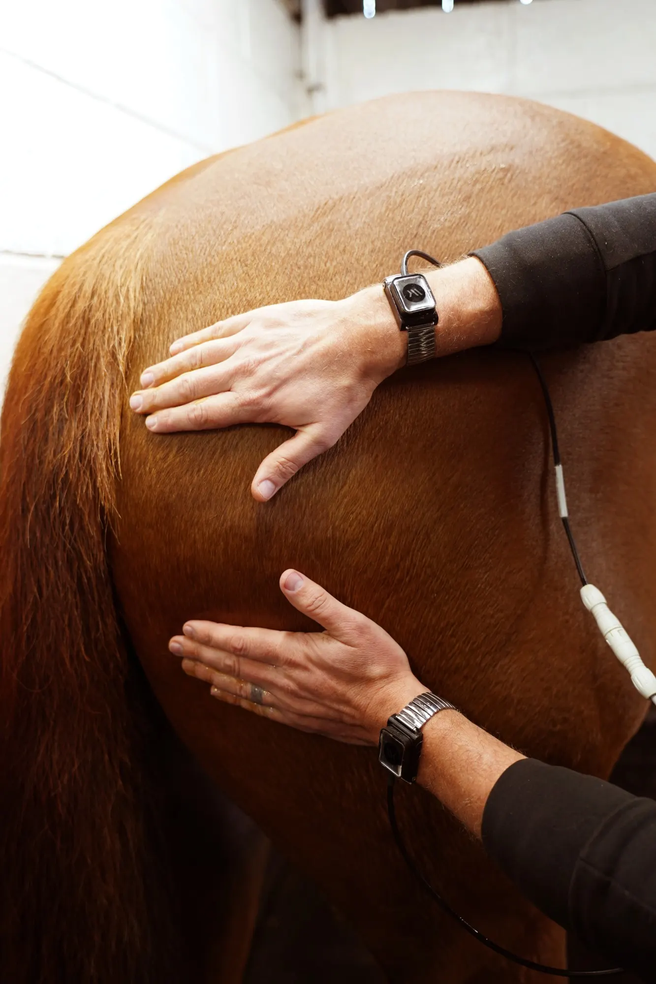 Both hands with Winback bracelets placed on a horse's hindquarter