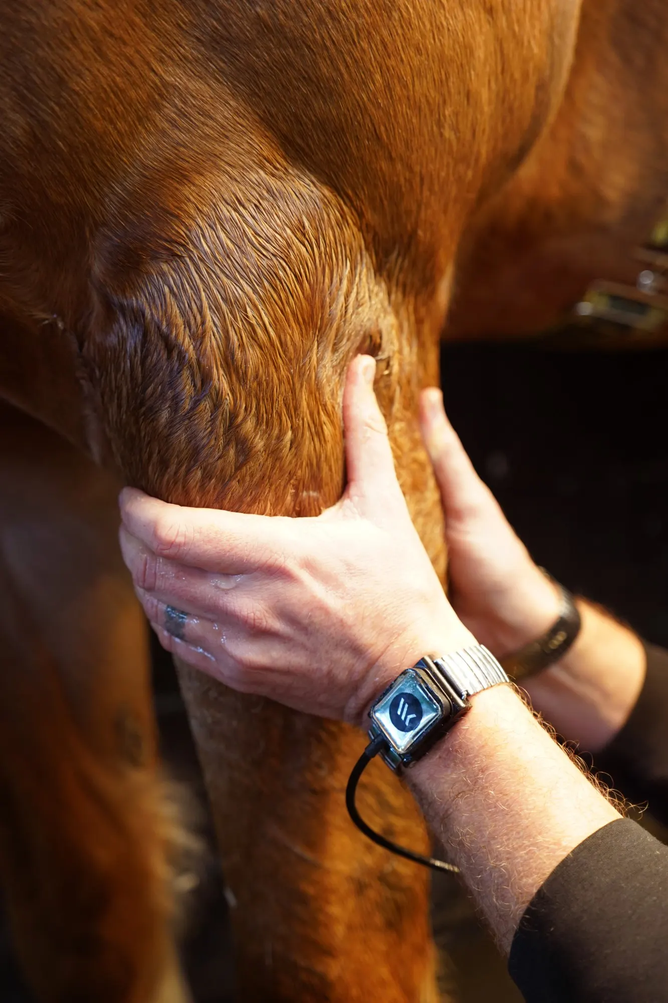 Therapist's hands on a horse's forelimb, wearing Winback resistive bracelets