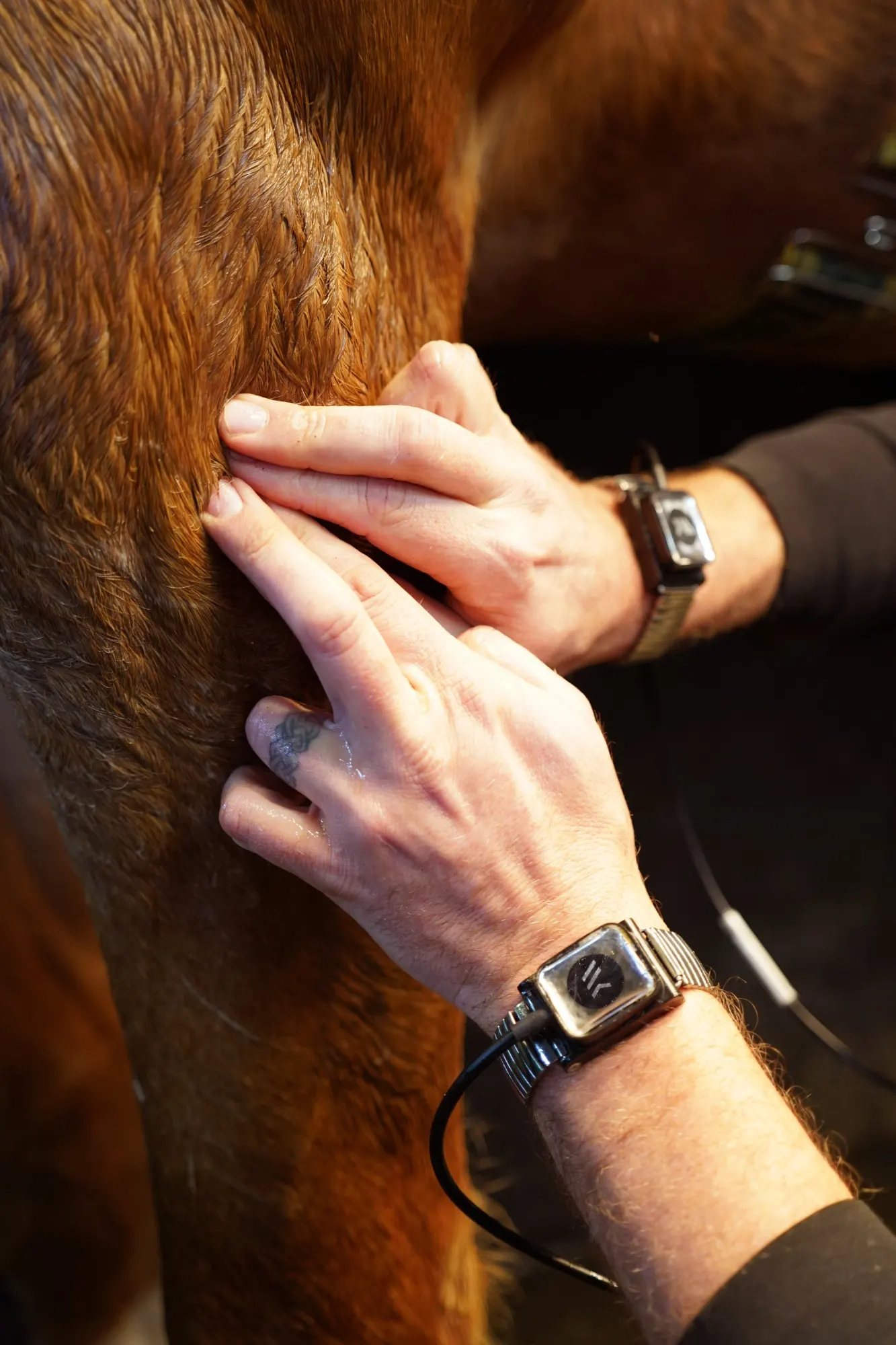 Practitioner palpating a horse's forearm while wearing Winback bracelets